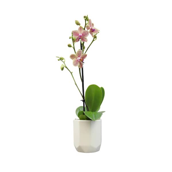 ALTMAN PLANTS 3.5 in. Orchid Phalaenopsis Multi-Color Live House Plant in White Ceramic Pot