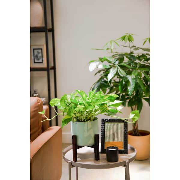 Jade Pothos With Scandinavian Pot Small 8 in tall, potted plant