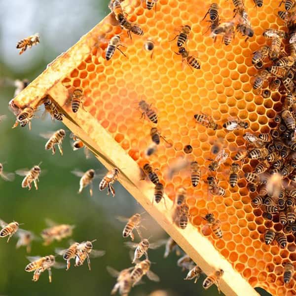 KIWDZFU Honey Bee Frames with Beeswax Coated Food Grade