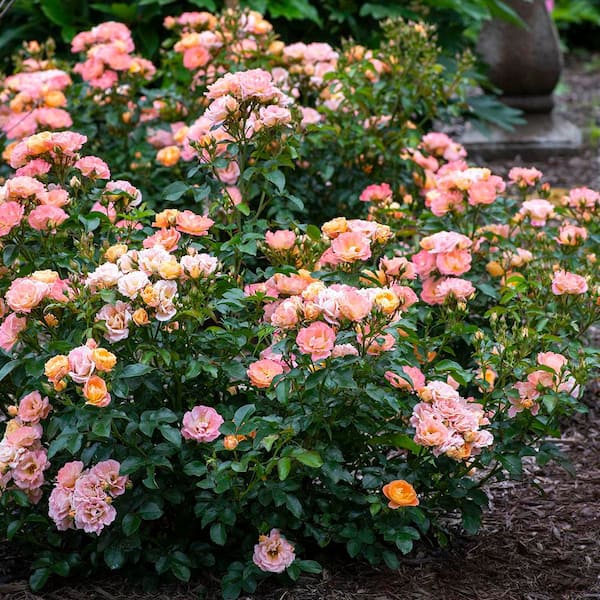 Drift 2 Gal. The Peach Rose Bush with Pink Orange Flowers in