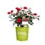 https://images.thdstatic.com/productImages/4bc3deac-755c-47f6-b6ce-8a6266a44bd7/svn/knock-out-rose-bushes-71371-64_65.jpg
