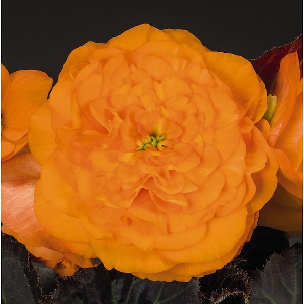 PROVEN WINNERS Proven Selections Nonstop Mocca Bright Orange (Tuberous Begonia) Live Plant, Orange Flowers, 4.25 in. Grande