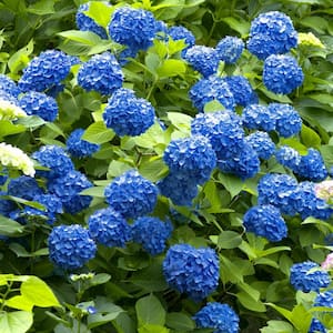4 in. Nikko Blue Hydrangea Shrub with Blue Flowers (4-Piece)