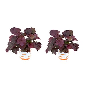 2.5 Qt. Heuchera Forever Purple Ground Cover Perennial Plant (2-Pack)