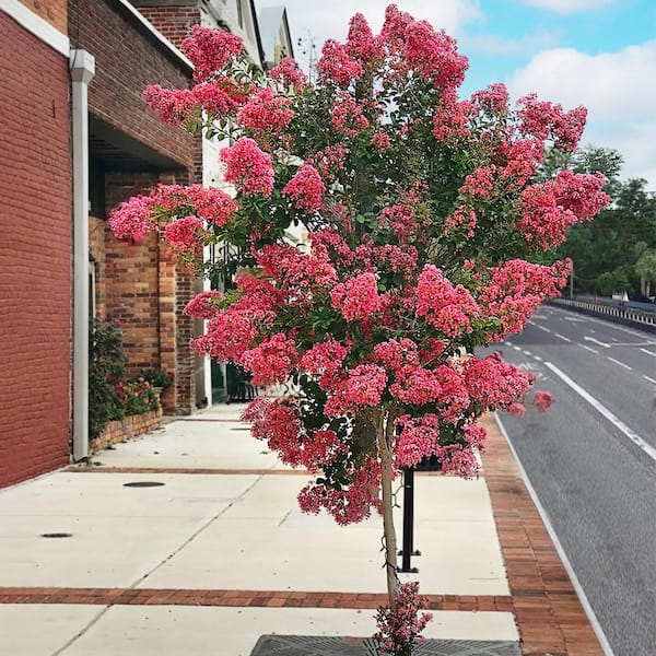 7 Gal. Miami Crape Myrtle Flowering Deciduous Tree with Pink