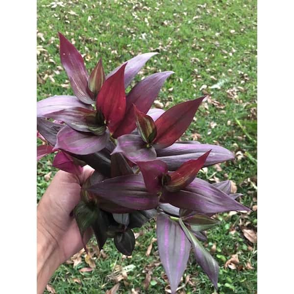 Wekiva Foliage Tradescantia Red Spiderwort Inch Live Plant in a 2 in. Pot-Tradescantia-Elegant Indoor Outdoor Vine Houseplant