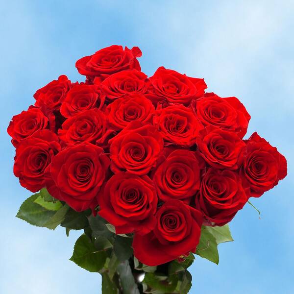 Globalrose Fresh RedMothers Day Roses (50 Stems)