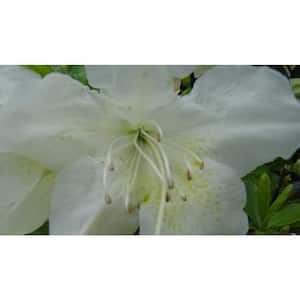 2.25 Gal. Pleasant White Azalea Plant with White Blooms