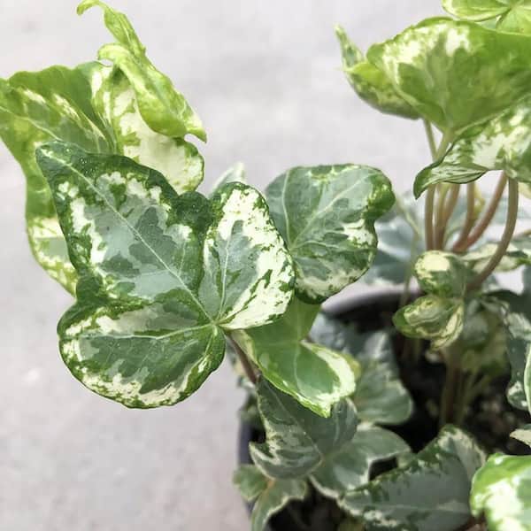 Unbranded I Tropicals Ivy Kolibri Midas Touch (Hedera ) Plant 6 in. Hanging Basket