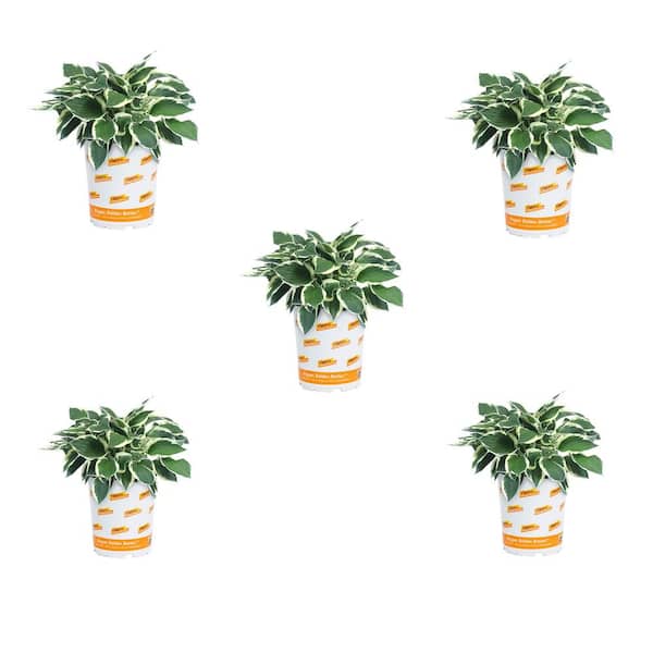 Have a question about Vigoro 1.5 Pt. Hosta Brim Cup