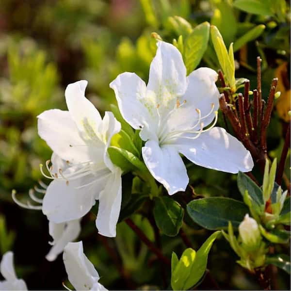 3 gal. Delaware Valley Azalea Evergreen Shrub with White Flowers