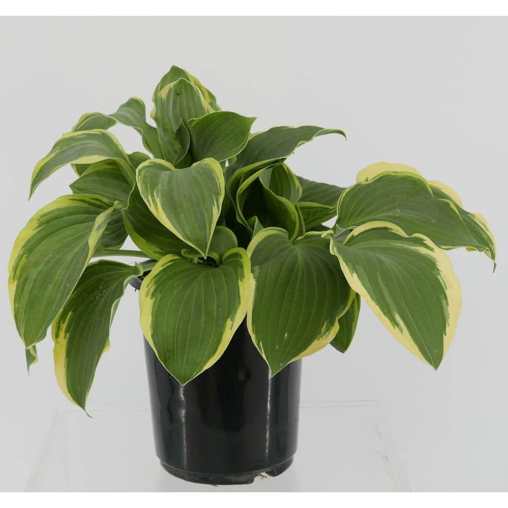 2.5 Qt. Hosta Twilight Perennial
