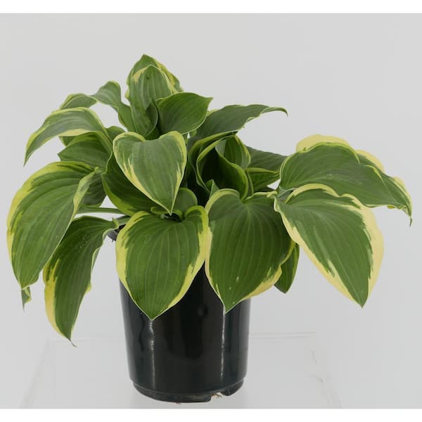 Unbranded 2.5 Qt. Hosta Twilight Perennial