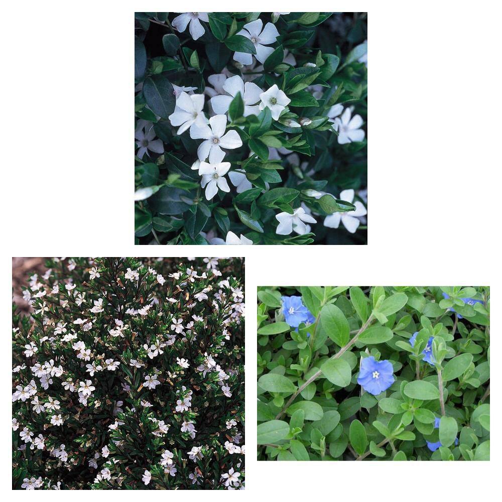 6 in. White Vinca Annual 1004601099 - The Home Depot