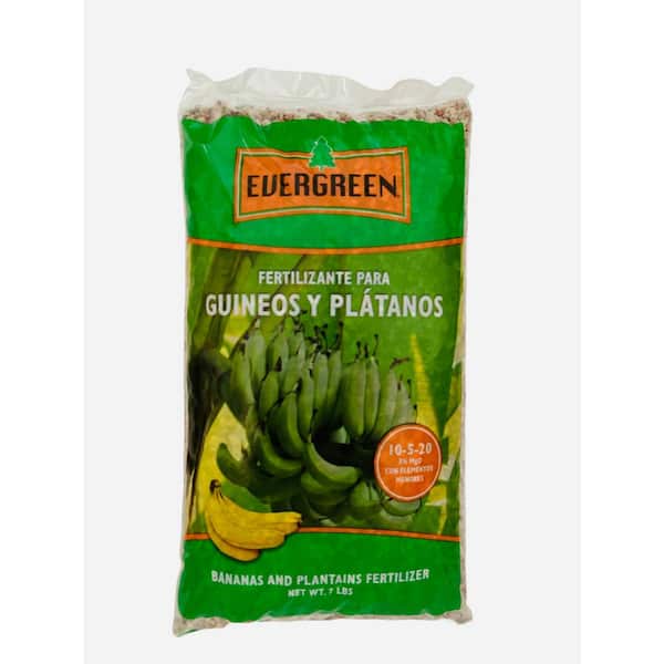 Evergreen Bananas and Plantains
