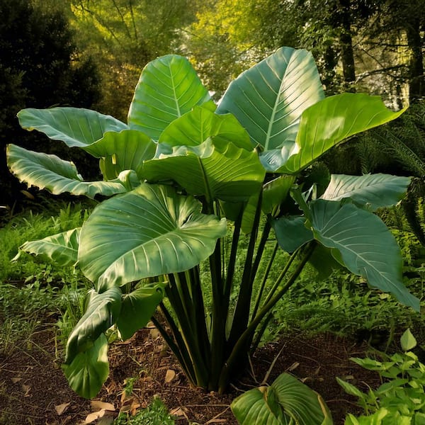 Garden State Bulb 7/9 in. Colocasia Upright Black Elephant Ear Bulbs (Bag of 1)