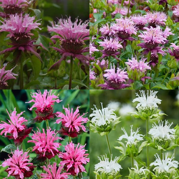 VAN ZYVERDEN Perennial Plant Of the Year 2021 Monarda (Bee Balm) Collection Roots (Set of 15)