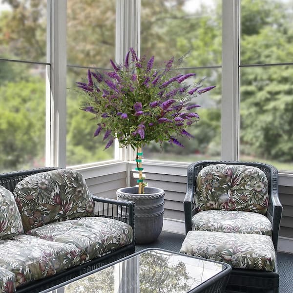 national PLANT NETWORK 1 Gal. Tree-Form Buddleia Black Knight with Dark Purple Flowers