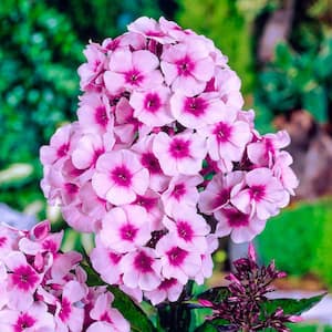 Bright Eyes Tall Garden Phlox Live Bareroot Perennial with Pink Flowers (5-Pack)