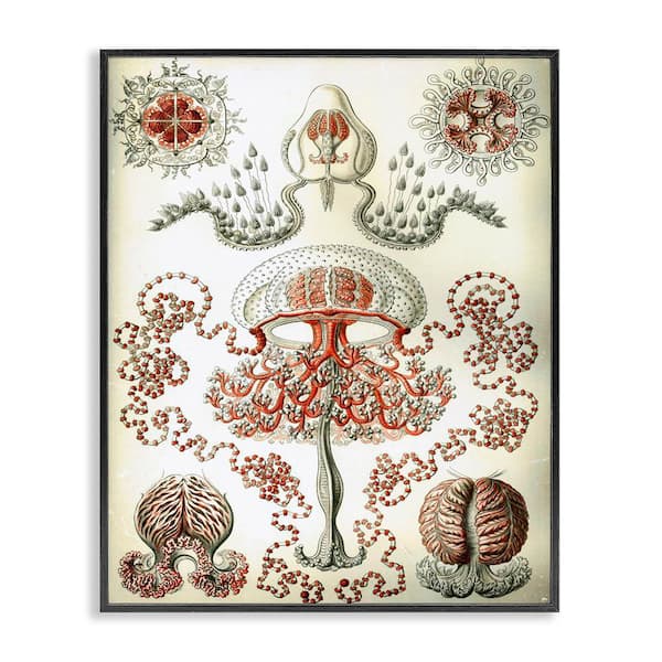 Classic Haeckel Diagram by Graffi*tee Studios Black Framed Animal Giclee Art Print 20 in. x 16 in.