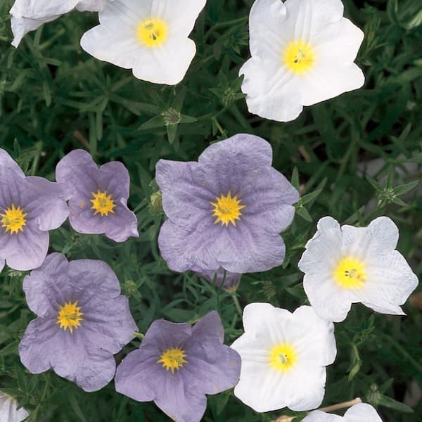 ALTMAN PLANTS 2.5  qt. Nieremberga Perennial Plant With Assorted Color Flowers