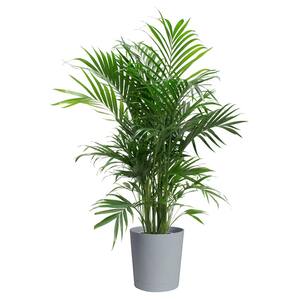 Cateracterum Palm Cat Palm Plant in 9.25 in. Gray Planter