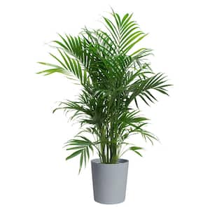 Cateracterum Palm (Cat Palm) Plant in 9.25 in. White Cylinder Pot and Stand