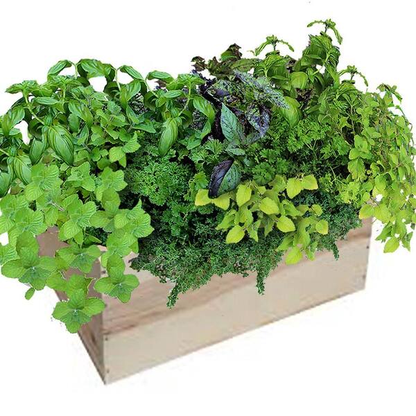 Unbranded 14 in. Herb Mix Grilling Herb Box