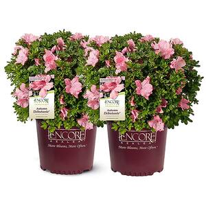 1 Gal. Autumn Debutante Azalea Shrub with Large Delicate Pink Flowers (2-pack)