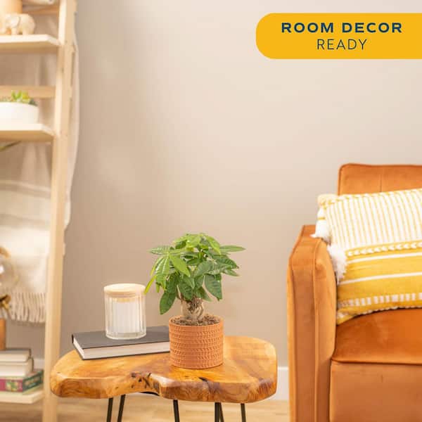 Pachira Money Tree Indoor Plant in 4 in. Premium Ceramic Pot, Avg. Shipping Height 10 in. Tall