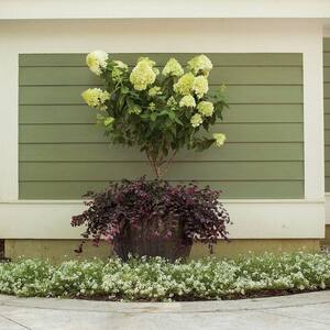 5 Gal. Limelight Hydrangea Shrub Tree Form with Green to Pink Flowers