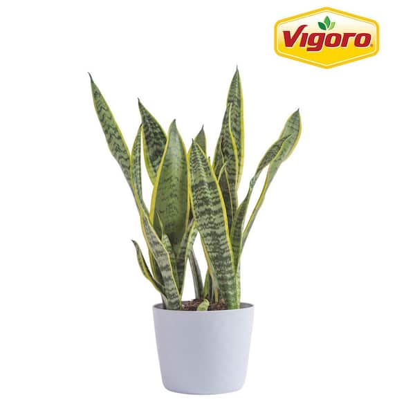Vigoro Grower's Choice Sansevieria Indoor Snake Plant in 6 in. White Decor Pot, Average Shipping Height 1-2 ft.