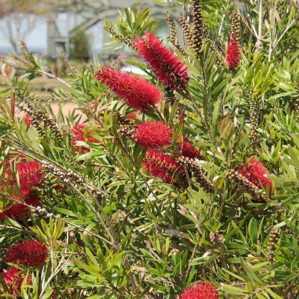 bushdebrunt ハーモニー 50 タンカラー national PLANT NETWORK 1 gal. Bottlebrush Cold Hardy Shrub with