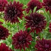 van-zyverden-flower-bulbs-