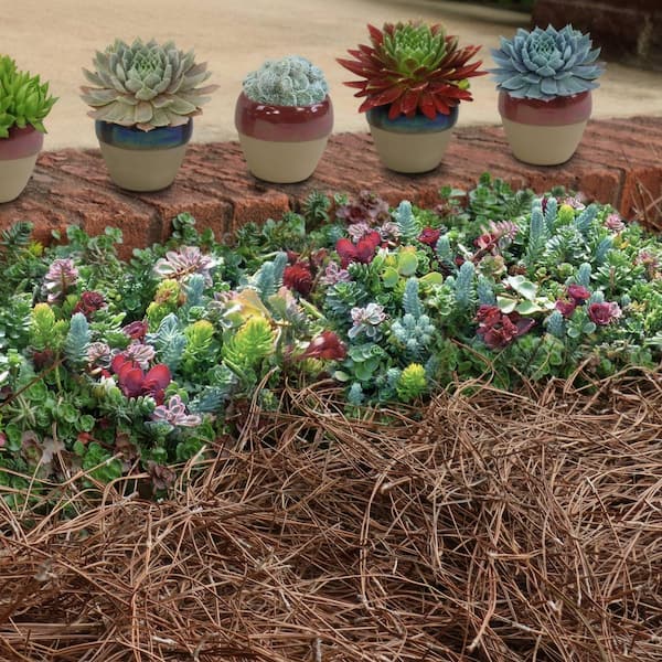 National Plant Network Long Leaf Pine Straw Bale, TSC1379