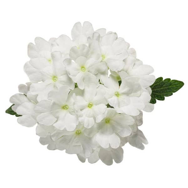 white verbena flower