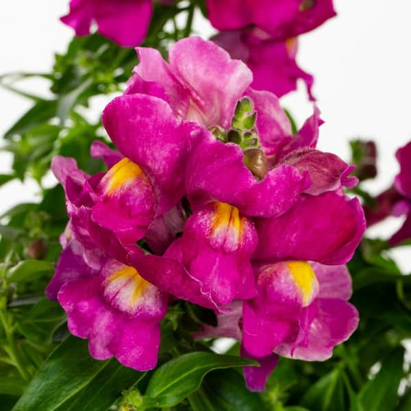 METROLINA GREENHOUSES 1 Pt. Snapdragon Purple Annual Plant (6-Pack 