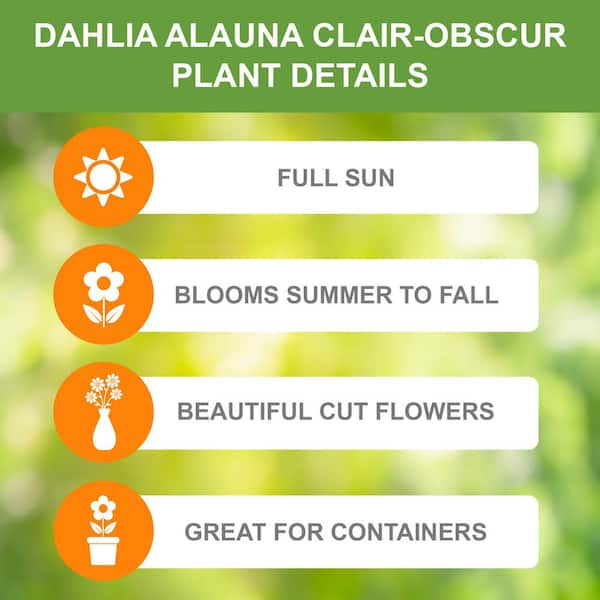 Alauna Clair-Obscur Fimbriata Dahlia Flower Bulbs, Bare Roots (Bag of 4)