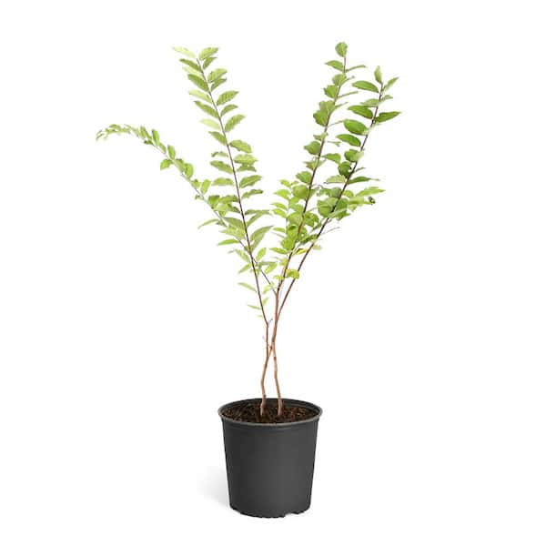 Brighter Blooms 2 Gal. White Natchez Crape Myrtle Tree