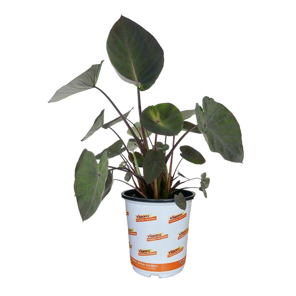 Vigoro 2.5 QT Alocasia Dark Star Annual Plant with No Flowers 1 Pack