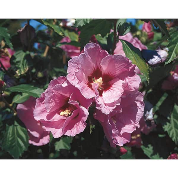 3 Gal. Minerva Rose of Sharon Flowering Shrub with Lavender Flowers
