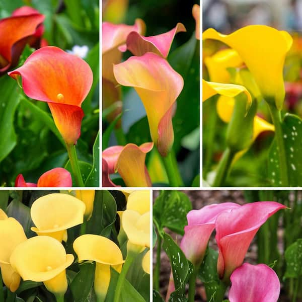 national PLANT NETWORK Calla Lily Masterpiece Bulb Collection (5-Pack)
