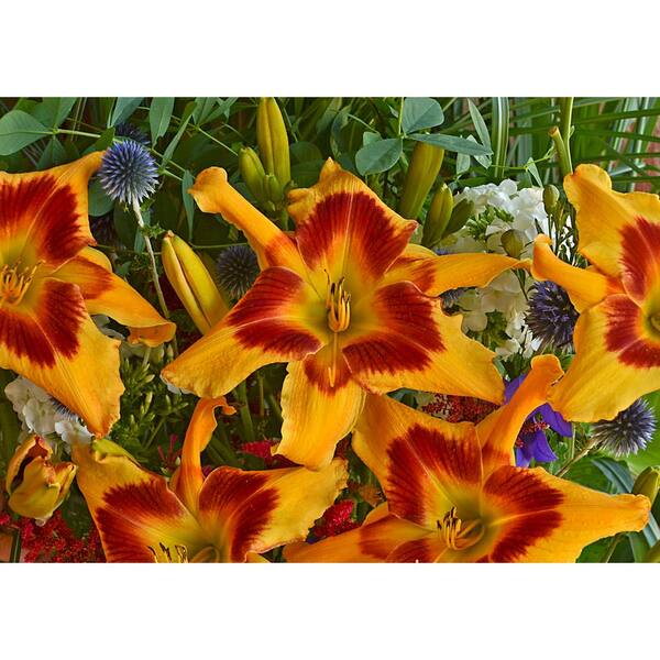 PROVEN WINNERS 1 Gal. Rainbow Rhythm Tiger Swirl Daylily (Hemerocallis) Live Plant, Yellow Flowers
