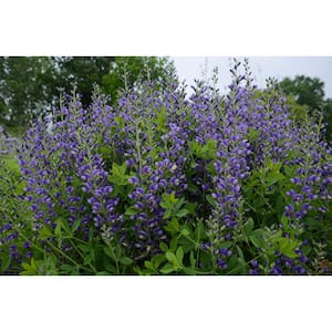 3 Gal. Blueberry Sundae Baptisia Live Perennial Plant (1-Pack)