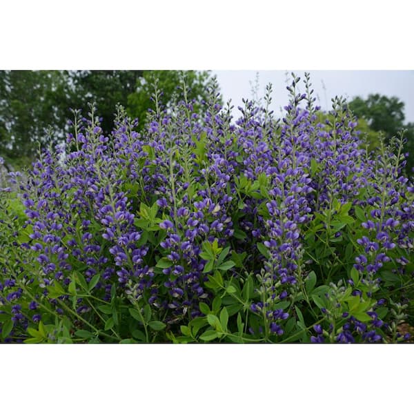 3 Gal. Blueberry Sundae Baptisia Live Perennial Plant (1-Pack)