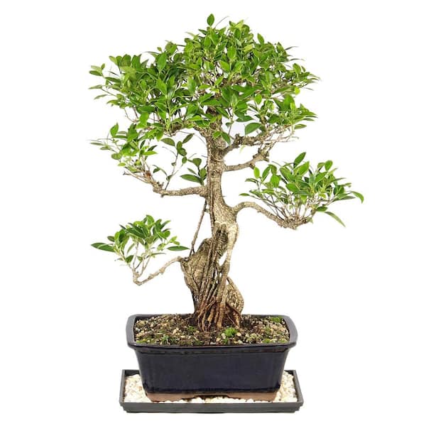 brussel's BONSAI Golden Gate Ficus Bonsai Tree Indoor Plant in