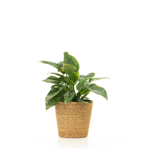 PROVEN WINNERS 7 in. Art Deco Drop Tongue Plant Wallichiidendron - Schismatoglottis, Live Plant, Seagrass Container (1-Pack)