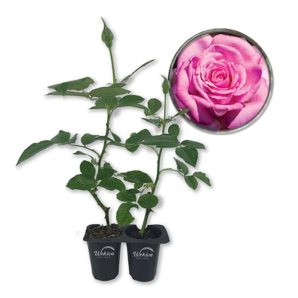Beverly Rose Bush-2 Live Starter Plants in 2 Inch Growers Pots-Beautifully Fragrant Hybrid Tea Rose