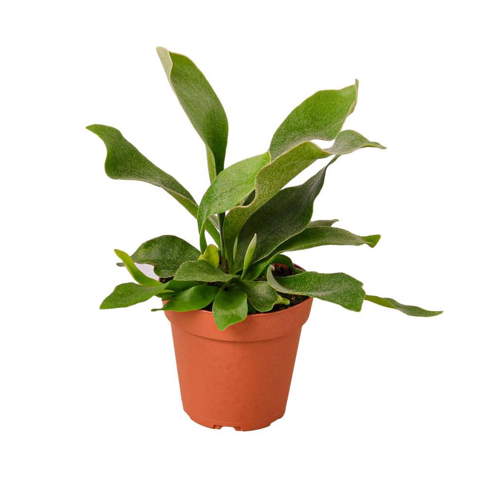 Staghorn Fern (Platycerium) Plant in 4 in. Grower Pot
