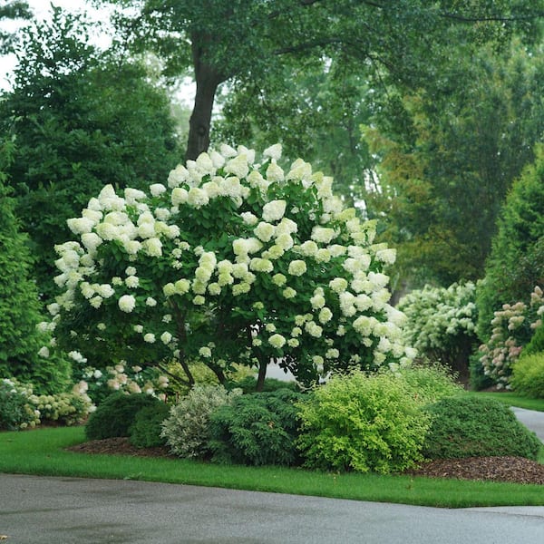 PROVEN WINNERS 1 Gal. Limelight Hardy Hydrangea (Paniculata) Live